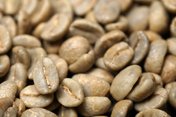 Raw or unroasted or green coffee beans - Macro