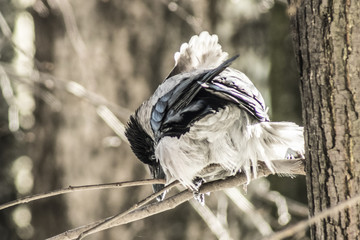 wrona © Henryk Olszewski