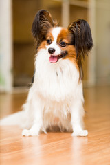 The Papillon dog sits contentedly on the floor with his tongue out