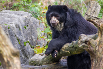 Fototapeta na wymiar Himalayan bear in the zoo of Duisburg