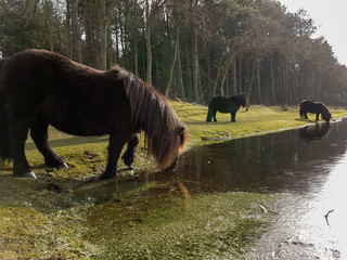 wild black ponies in the field grazing and drinking