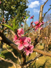 Peach blossom