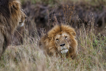 Big brother is watching you - Two male lions in the Masai Mara National Park in Kenya