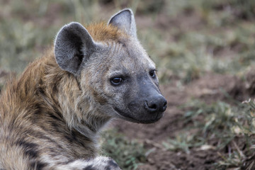 Portrait of a hyena in Masai Mara National Park in Kenya