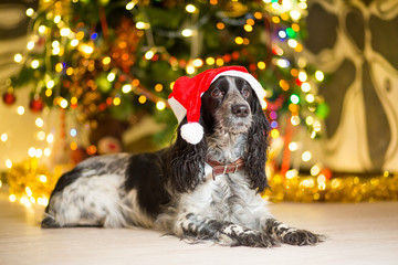 Spaniel dog in a red gnome hat lies on the floor near a Christmas tree with garlands