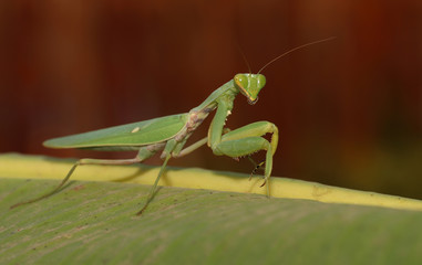 Praying mantis on green leaf