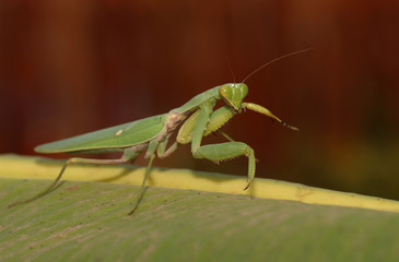 Praying mantis on green leaf