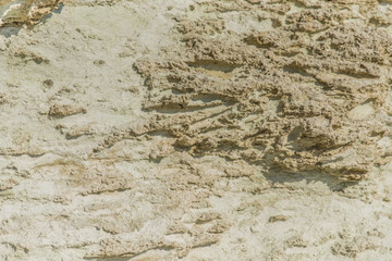 plant of mediterranean forest