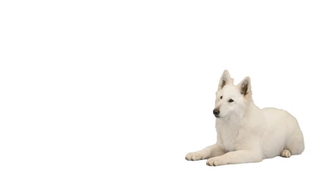 white Swiss shepherd lays and looks at white background