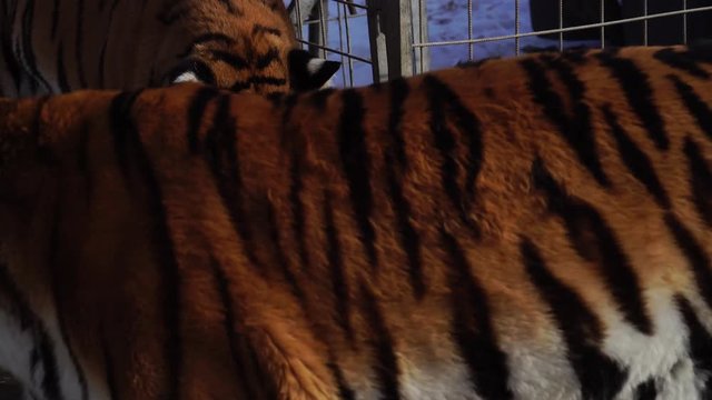 Tiger licking its lips. Funny behavior. 4K
