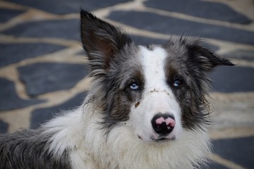 chien
