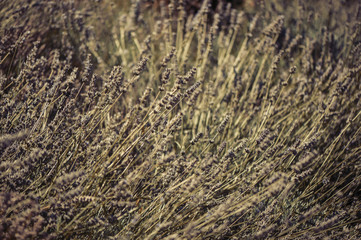 Close Up of wild dry flowers in the field