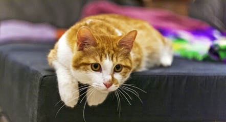 White red cat relaxed lying on the couch.