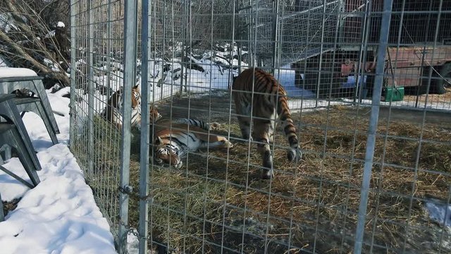 Tiger's family in the cage. Steadicam shot. 4К