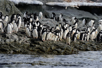 Obraz premium Adelie penguins on beach