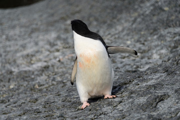 Fototapeta premium Adelie penguin on rock