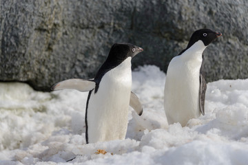 Two adelie penguins on snow