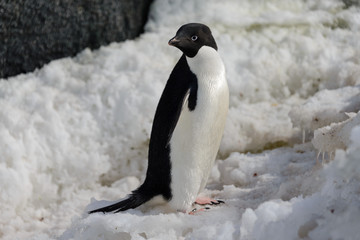 Naklejka premium Adelie penguin on snow