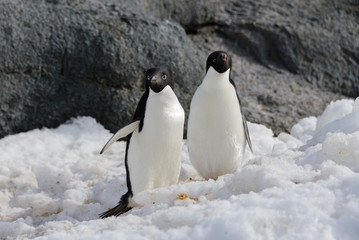 Two adelie penguins on snow