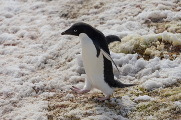 Naklejka premium Adelie penguin on rock