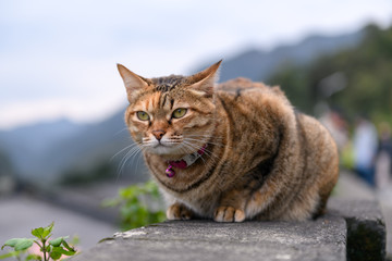 Obraz premium Stray Cats, shooting outdoors