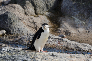 Obraz premium Chinstrap penguin with twig in beak