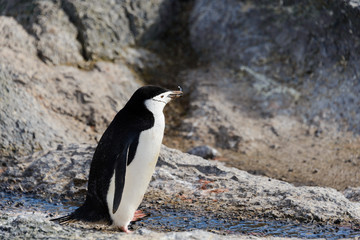 Fototapeta premium Chinstrap penguin with twig in beak