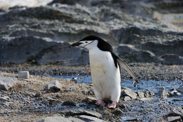 Naklejka premium Chinstrap penguin with twig in beak