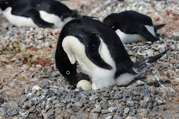 Fototapeta premium Adelie penguins in nest