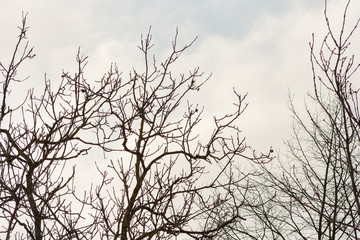 branches of trees without leaves