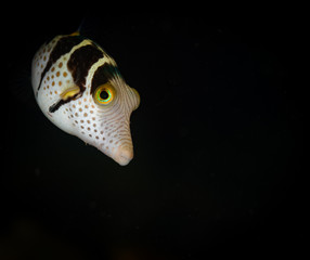 A cute Sharpnose Puffer (Canthigaster rostrata) on the Giant Clam dive site, Puerto Galera,...