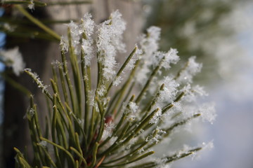 snowflake macro on the needles of pine