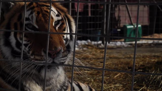 Close up view of tiger head. 4К