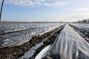 Spargelfeld im Winter