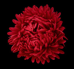 Red Aster flower on the black isolated background with clipping path. Flower for design, texture,  postcard, wrapper.  Closeup.  Nature.