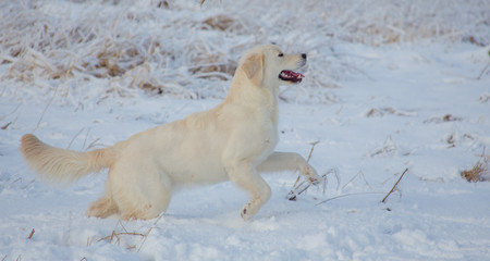 Golden Retriever female at 9 months of age on a cold winter day