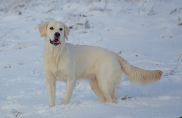 Golden Retriever female at 9 months of age on a cold winter day