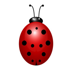 Ladybug isolated on white background. Vector illustration of a ladybug