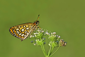 BEYAZ BENEKLİ ZIPZIP - Heteropterus morpheus 