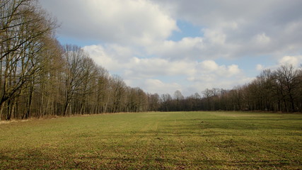 Pole zasianej pszenicy wczesną wiosną na skraju lasu © Konrad_elx