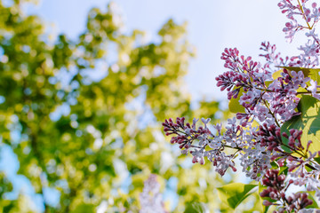 Flowering branches of lilac