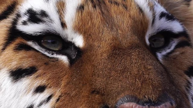 Close up view of tiger head.  4К