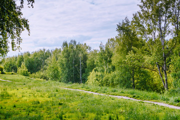 Summer landscape with green trees