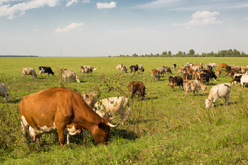 Obraz premium pasture