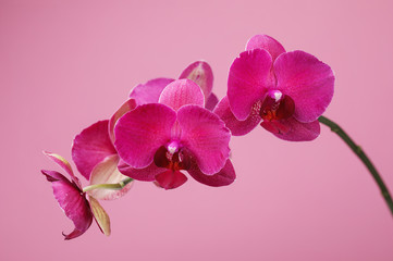 Branch of a blossoming orchid claret color on a pink background, close-up