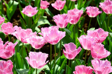 Fototapeta premium Pink tulips field
