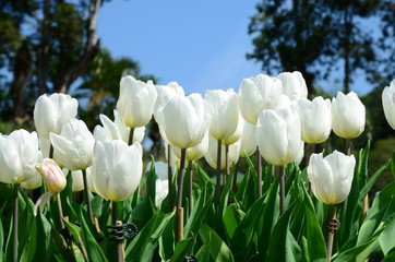 White tulips against blue sky