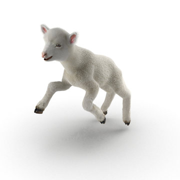 Lamb jumping, isolated on a white. 3D illustration
