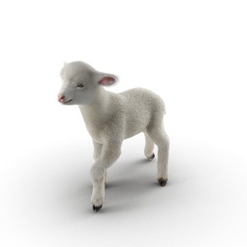 Lamb standing up, isolated on a white. 3D illustration
