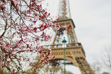 Cherry blossom season in Paris, France